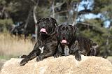 CANE CORSO 427